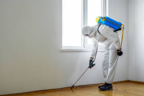 Best Local Pest Control Services  in Calverton, MD