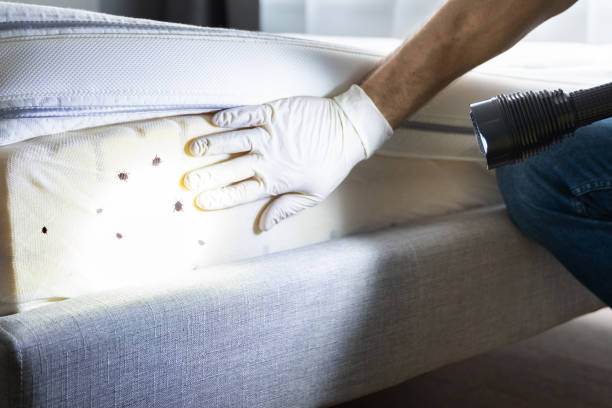 Best Wasp Removal Services  in Calverton, MD