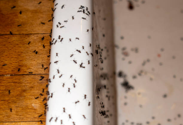 Best Pest Inspection Near Me  in Calverton, MD